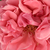 Pomarańczowo - różowy - Róża wielkokwiatowa - Hybrid Tea - South Seas